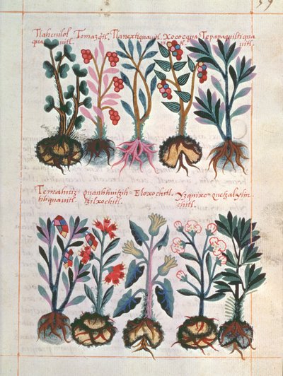 Medicinal Plants by Mexican School